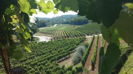 Wine tour - the best in Istria