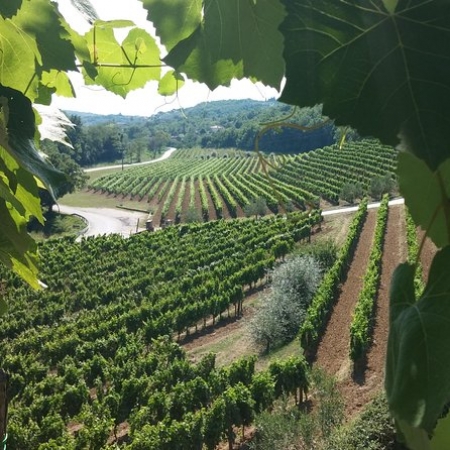 Weintour - das Beste in Istrien